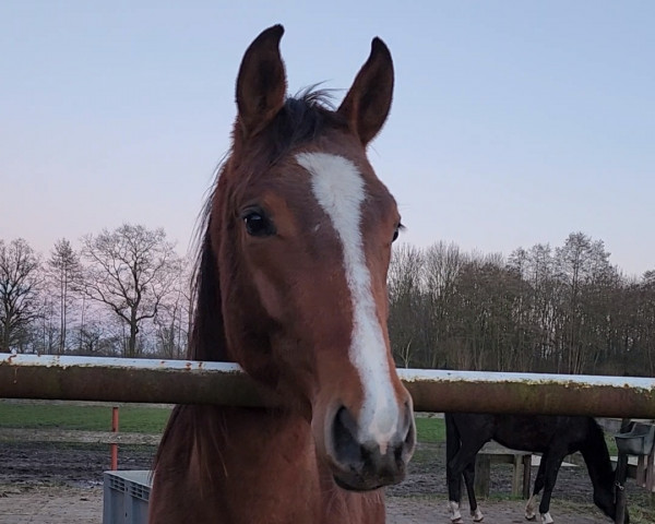 horse Conthador M (Oldenburg show jumper, 2021, from Conthalou)