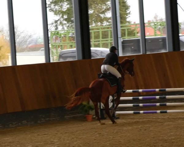 Reitturnier Zwickau 2023