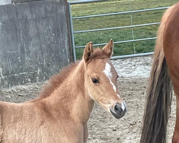 Pferd Die kleine Rose (Deutsches Reitpony, 2022, von Dating AT NRW)