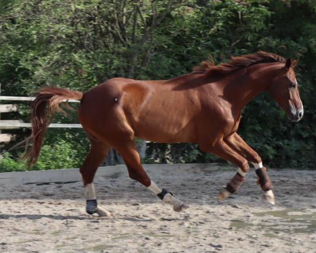 horse Quattro Neo (German Sport Horse, 2016, from Quaterback)