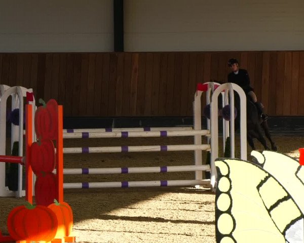 Reitturnier Zwickau 2023