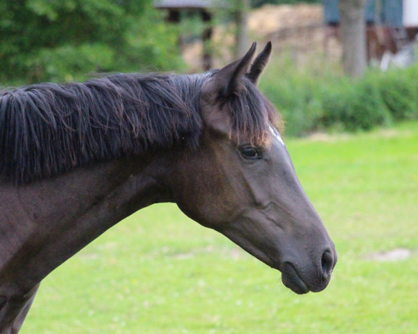 horse Diva's Deern L (German Riding Pony, 2021, from Kastanienhof Donnertrommler)