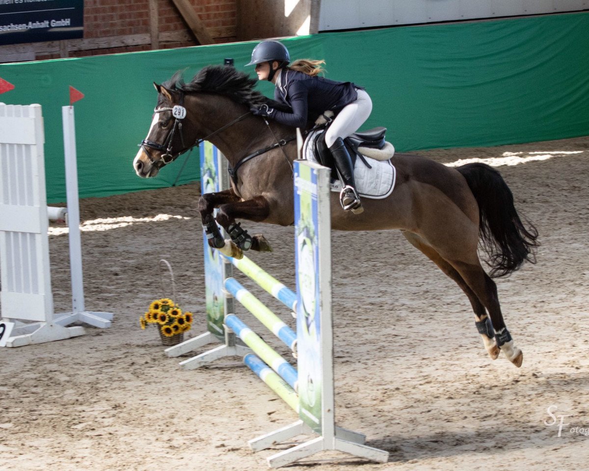 dressage horse Groeze's D-Day (Nederlands Welsh Ridepony, 2014, from King William)