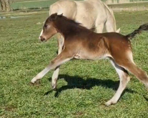 horse Querida de Stiella JG (Oldenburg show jumper, 2023, from Querido Vg)