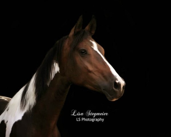 broodmare Kam Sah und Siegte R (Trakehner, 2013, from Camaro)