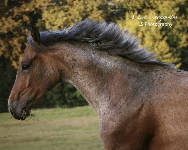 horse Cayroan RW (Württemberger, 2015, from Cayanosch)