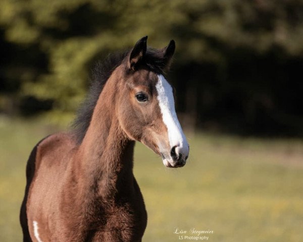 horse Colory Moon Rocket R (Trakehner, 2020, from Silvery Moon xx) horse Colory Moon Rocket R (Trakehner, 2020, from Silvery Moon xx)