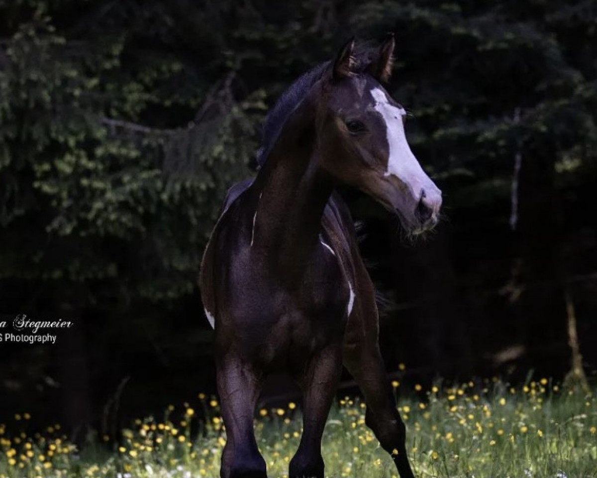horse Kam Sah und Triumphierte R (Trakehner, 2021, from Silvery Moon xx)