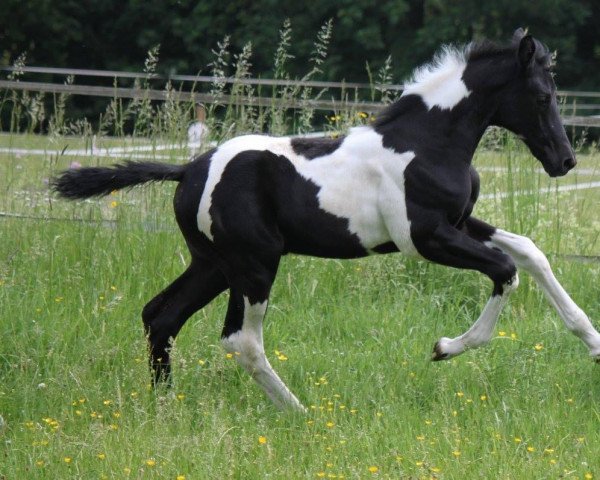 horse Coloured Caesium R (Trakehner, 2017, from Helium)