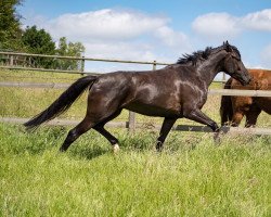 jumper Lucy In The Sky With Diamonds (German Sport Horse, 2017, from Le Vivaldi)