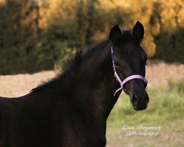 horse Kohlrabenschwarz R (Trakehner, 2018, from Helium)