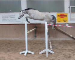 Cavallo da salto Cinderella S (Hannoveriano, 2018, di Chacoon Blue)