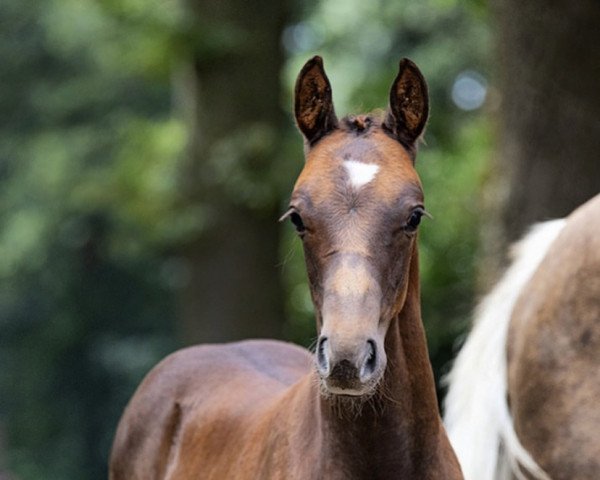 horse Durin HL (German Riding Pony, 2022, from Da Vinci Hs)