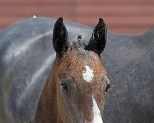 horse Diablue’s Diavola (German Sport Horse, 2022, from Diablue PS)