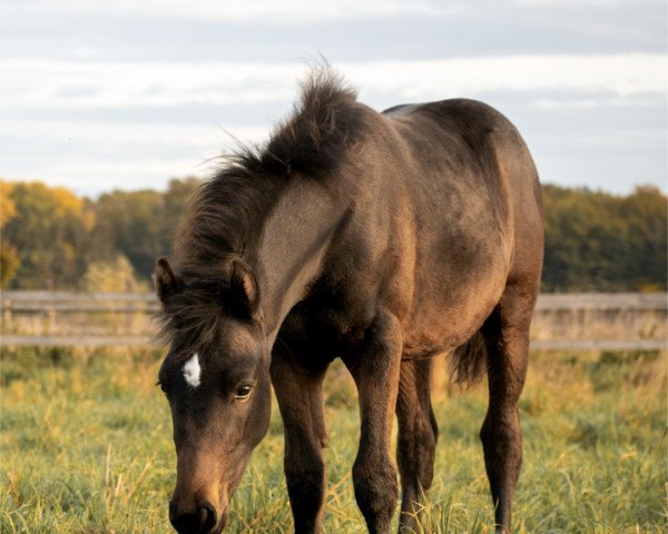 Pferd Novelio (Deutsches Reitpony, 2022, von Neverland WE)