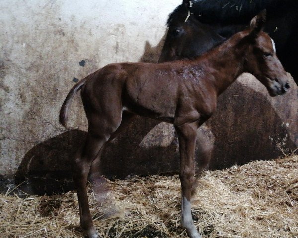 horse Geile Layla RW (German noble blood horse, 2023, from Ghost of Winnetou RW)