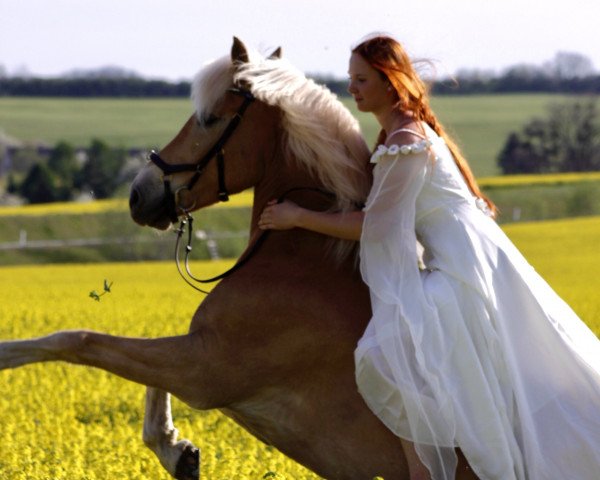 horse Miro 267 (Haflinger, 2015, from Maibube)