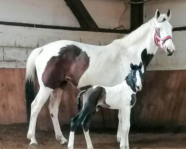 horse Color of Moonless Night (Trakehner, 2023, from Grenoble)