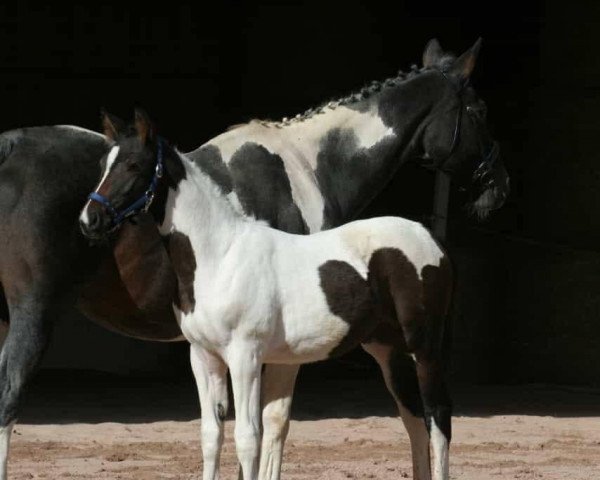 horse Imala von Duncan (German noble blood horse, 2022, from Duncan LSR)