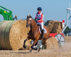 jumper Jaqkilly A (KWPN (Royal Dutch Sporthorse), 2014, from Numero Uno)