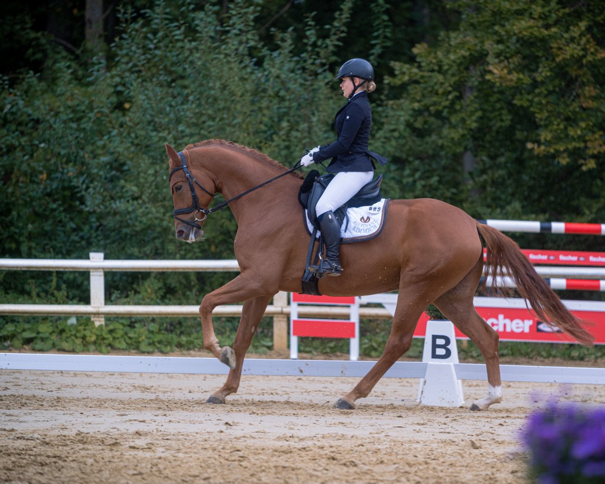dressage horse Avincii (Westphalian, 2016, from Avicii)