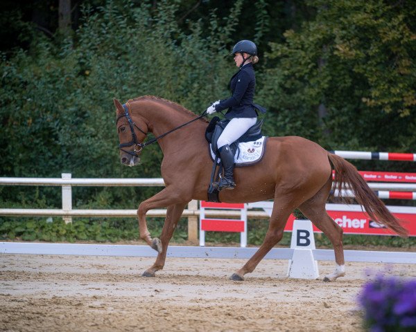 dressage horse Avincii (Westphalian, 2016, from Avicii)