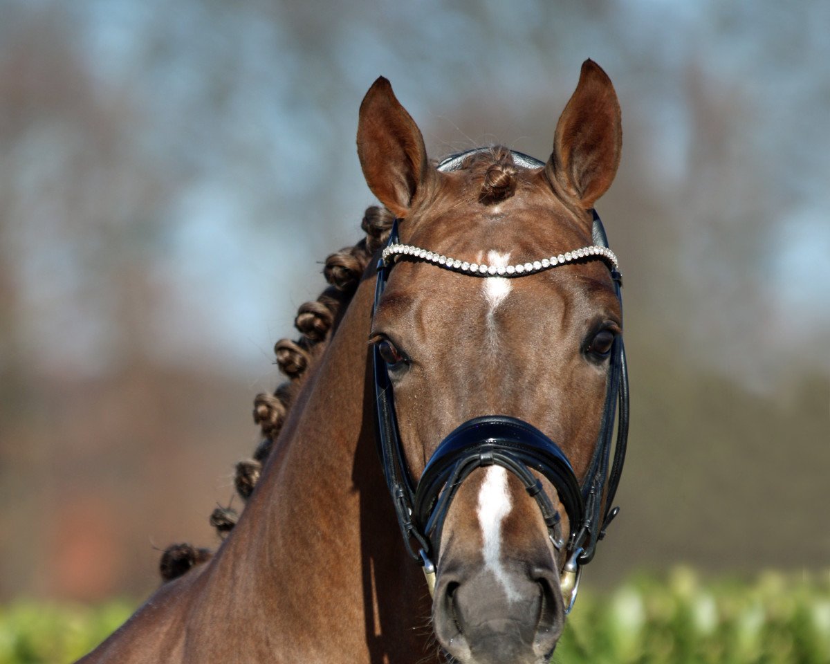 stallion Don Olympic (Westphalian, 2020, from Diamond Deluxe)