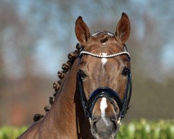 stallion Don Olympic (Westphalian, 2020, from Diamond Deluxe)