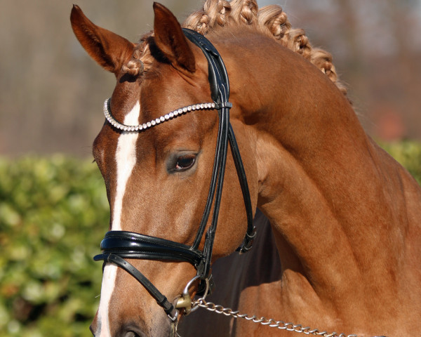 stallion Emiliano (Westphalian, 2020, from Escamillo) stallion Emiliano (Westphalian, 2020, from Escamillo)