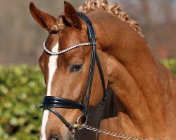 stallion Emiliano (Westphalian, 2020, from Escamillo)
