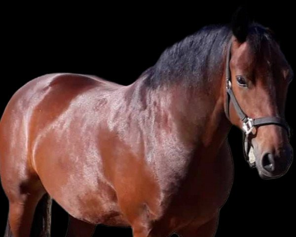 horse Freiberger (Dutch Harness Horse/Tuigpaard, 2014, from Quendal CH)