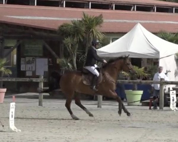 horse Bikini Mouche (Selle Français, 2011, from Newton de Kreisker)