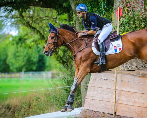 horse Comte Declairville (Selle Français, 2012, from Newton de Kreisker)
