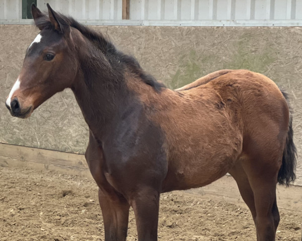 horse Belissimo‘s Baila Bee (Holsteiner, 2022, from Belissimo NRW)