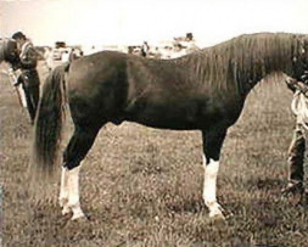 stallion Indian Flame II ox (Arabian purebred, 1964, from Indian Magic ox)
