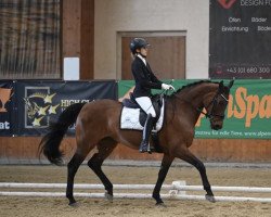 dressage horse Rainhof's Fillie Finesse (Hanoverian, 2003, from Welser)