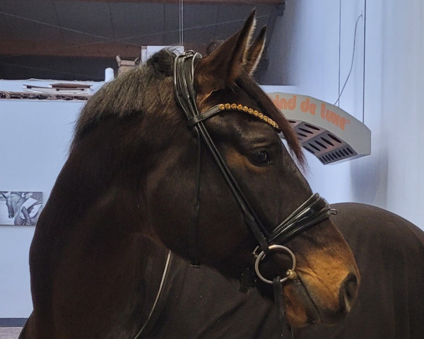 Dressurpferd Fauntleroy 9 (Oldenburger, 2016, von Fürstenball)