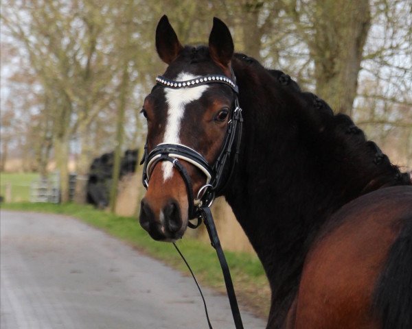 horse Cleveland L (German Riding Pony, 2020, from Cooper County WE)