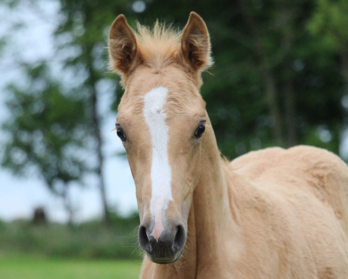 horse Dünenzauber L (German Riding Pony, 2022, from Don Papa WE)