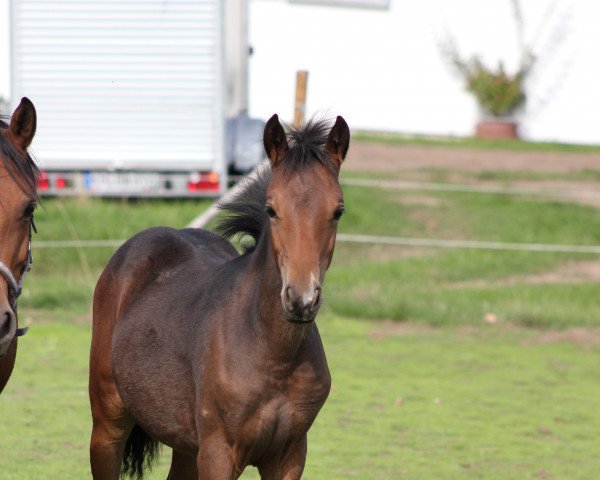 horse Galicia (German Riding Pony, 2022, from Gipfelstürmer)