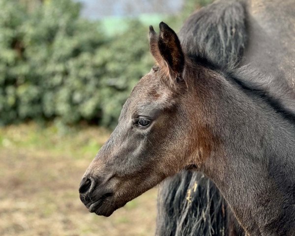 Zuchtstute Abraxans Glücksbringerin (Trakehner, 2023, von Freiherr von Stein)