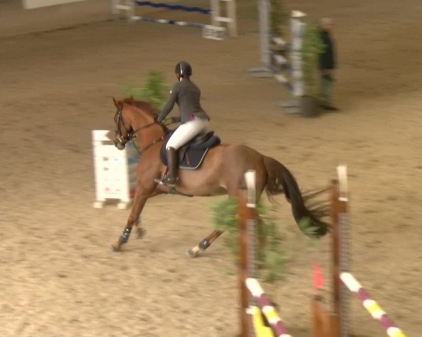 Reitturnier Schaffhausen 2023