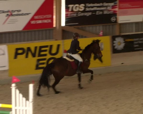 Reitturnier Schaffhausen 2023