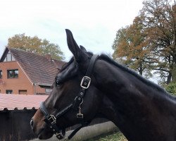 dressage horse Fontana 66 (Hanoverian, 2018, from Fürstenball)