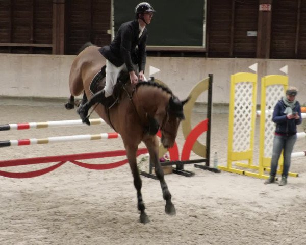 Reitturnier Mannheim-Neckarau 2023