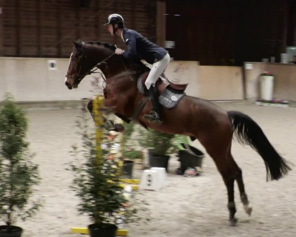 Reitturnier Mannheim-Neckarau 2023
