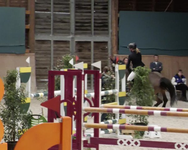 Reitturnier Mannheim-Neckarau 2023