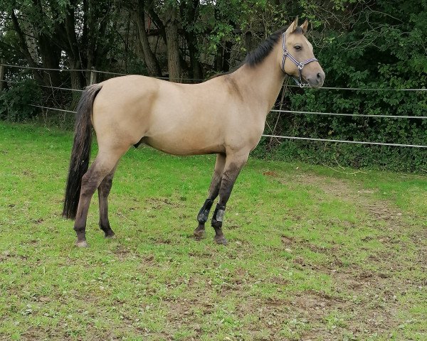 Cavallo Dragon of Stars (Pony da Sella Tedesco, 2018, di Dulcio 3)