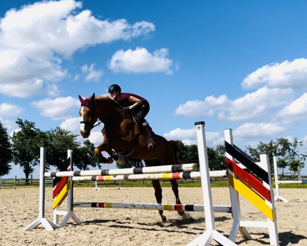 dressage horse Luigi 281 (Westphalian, 2012, from Liverpool)
