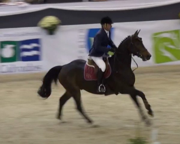 jumper Opal du Golfe (Selle Français, 2002, from Elf d'Or)